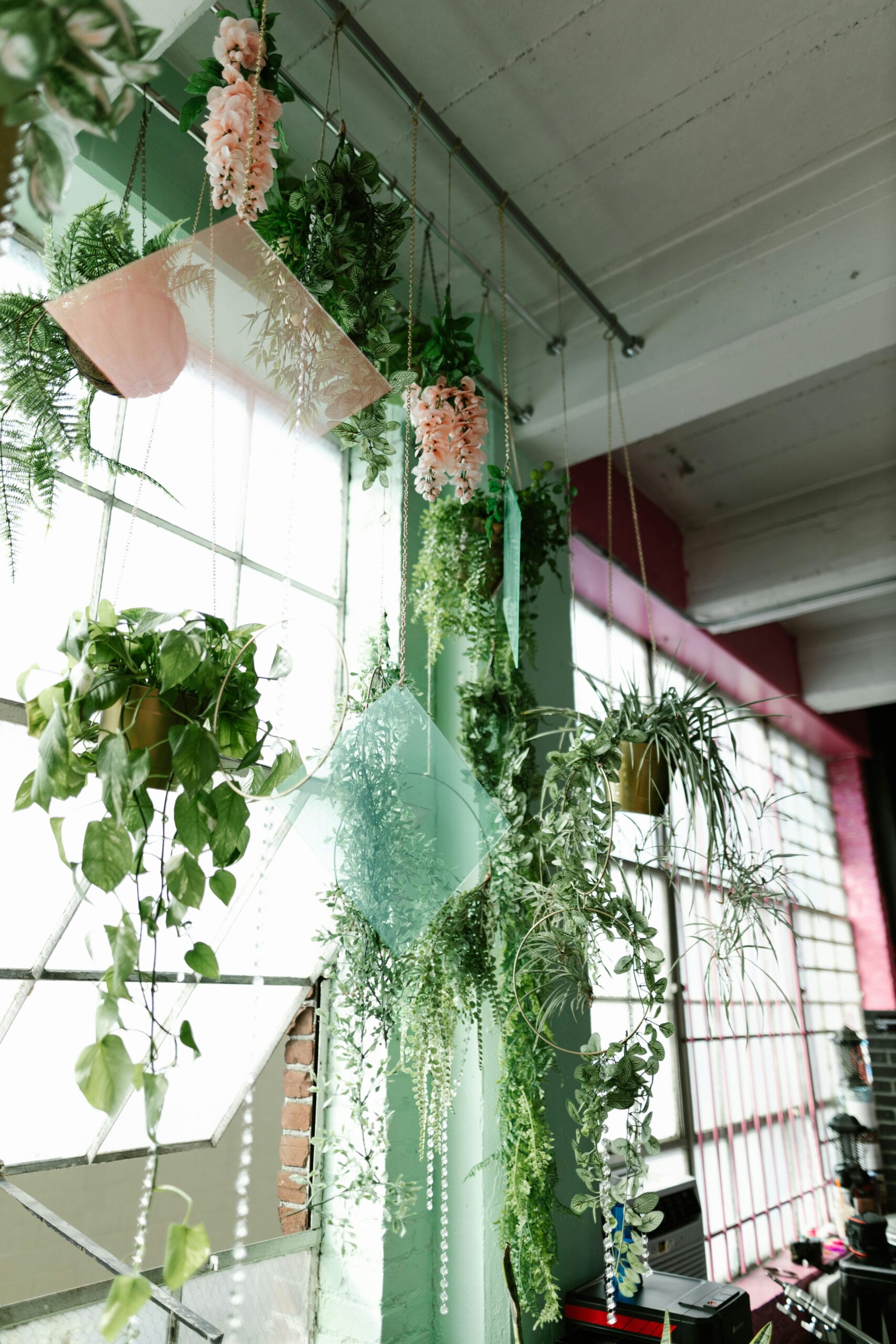 plantas en habitacion