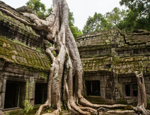 Tendencias en Decoración con Musgo Preservado para Interiores